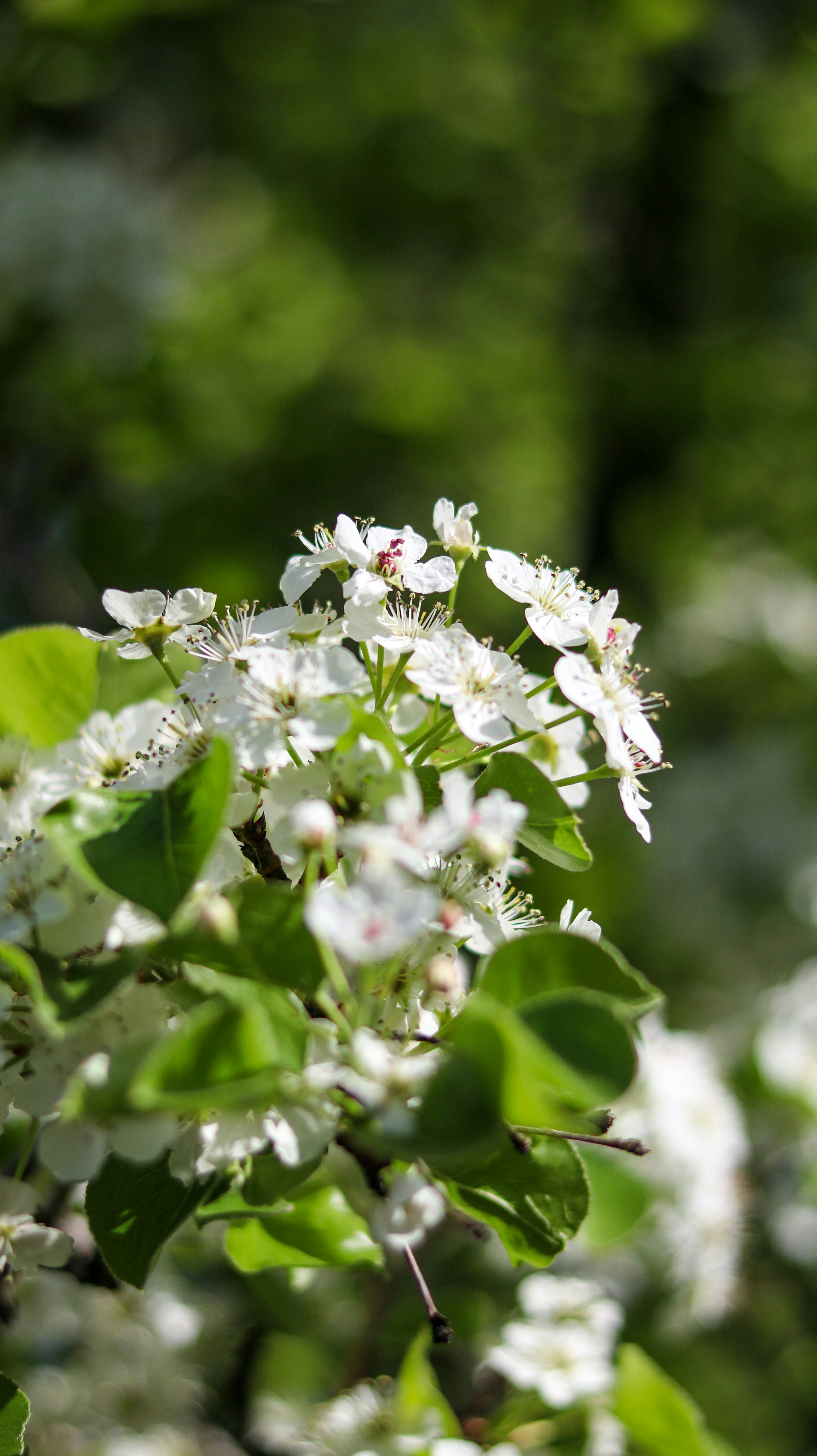 A bunch of white flowers that are on a tree
