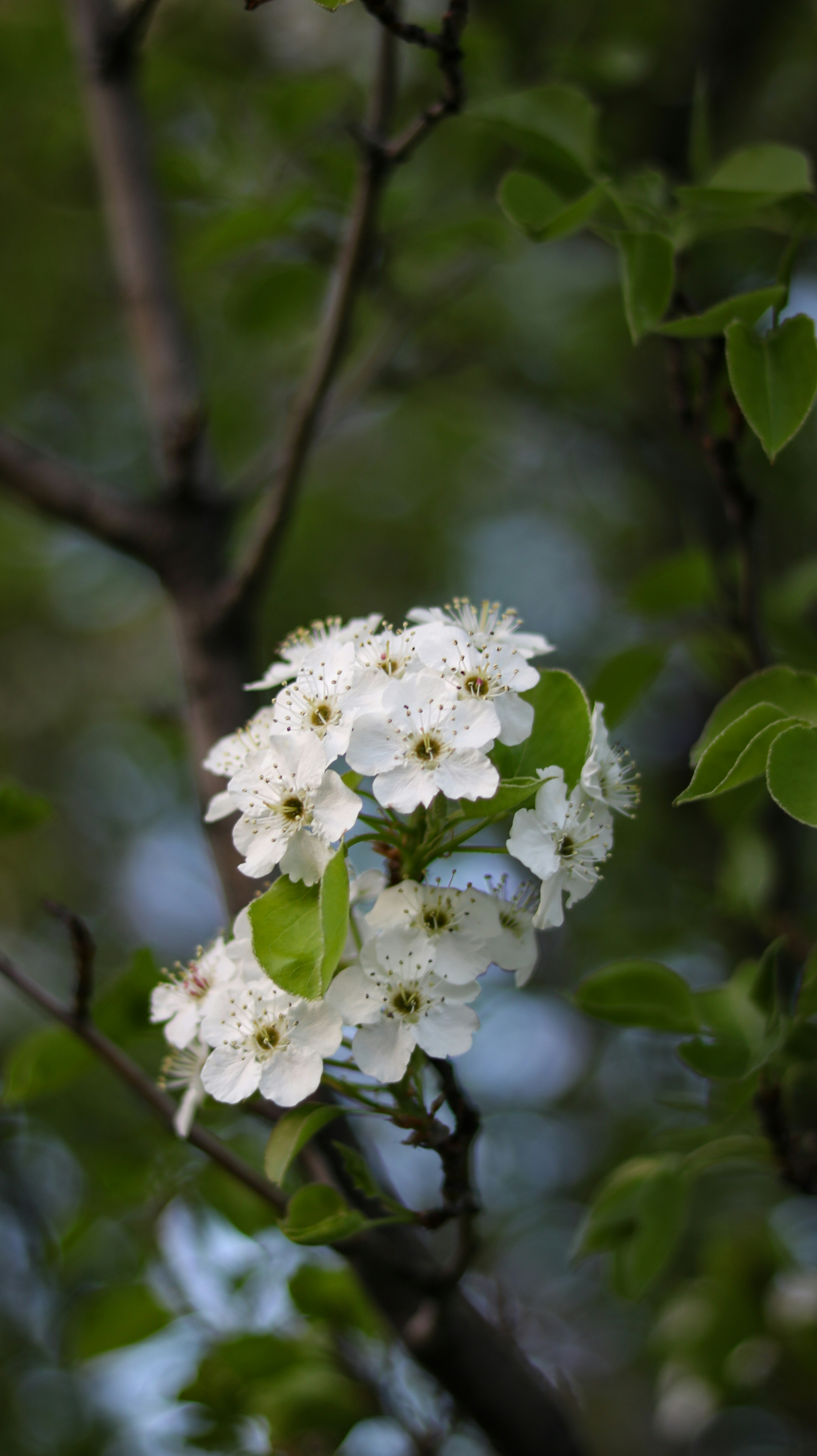 a branch with white flowers and green leaves