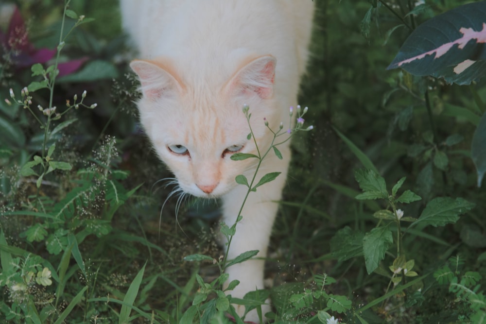 a white cat walking through a lush green field