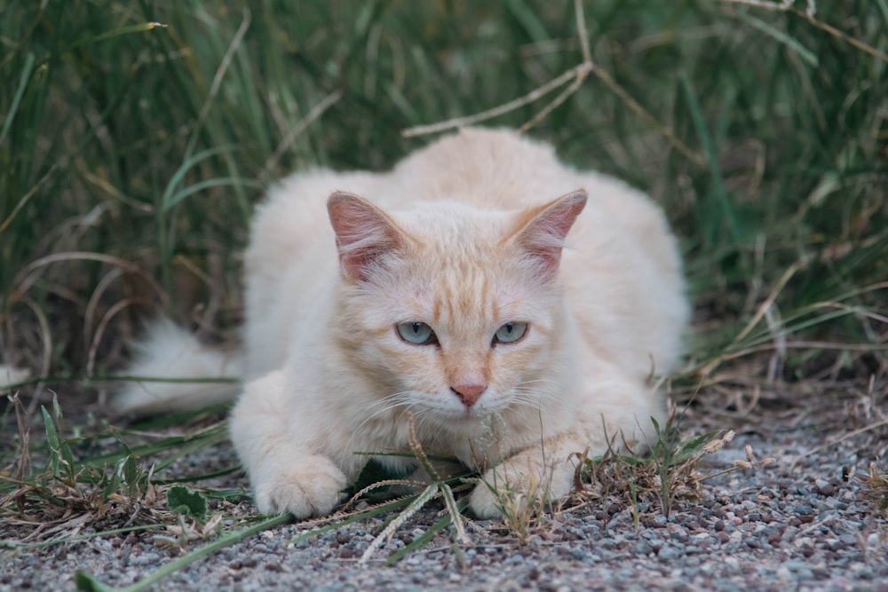 a white cat with blue eyes laying in the grass