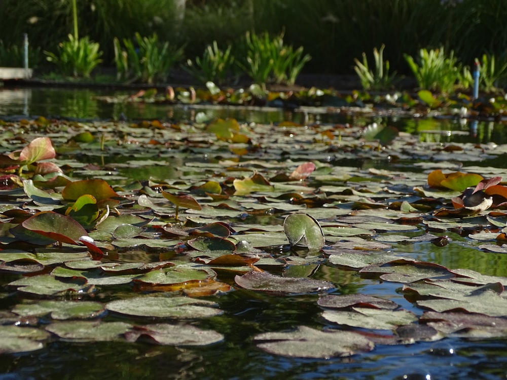 a pond filled with lots of water lilies