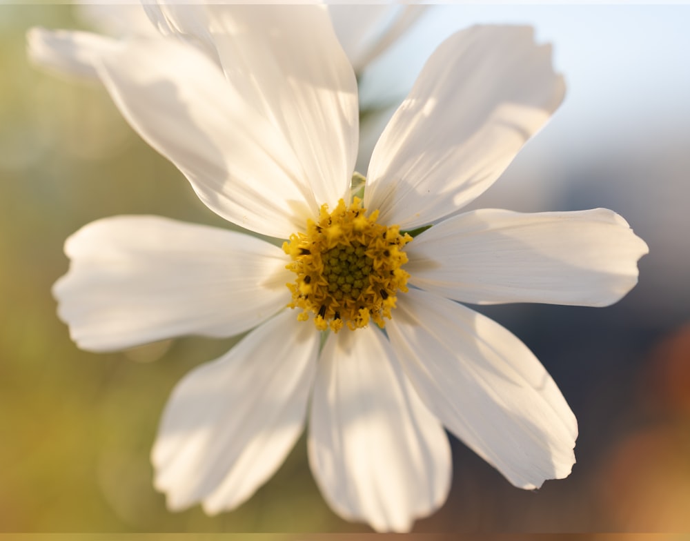 a close up of a white flower with a blurry background