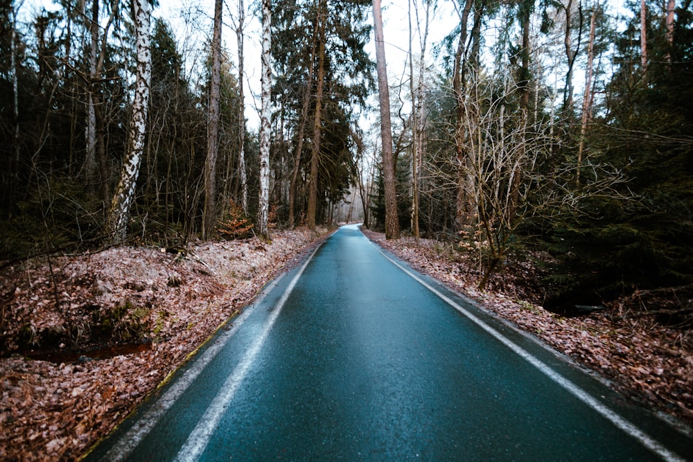 an empty road in the middle of a forest