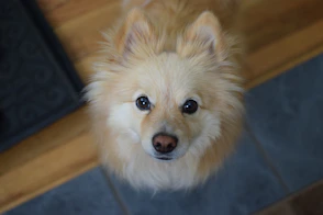 a close up of a dog on a wooden floor