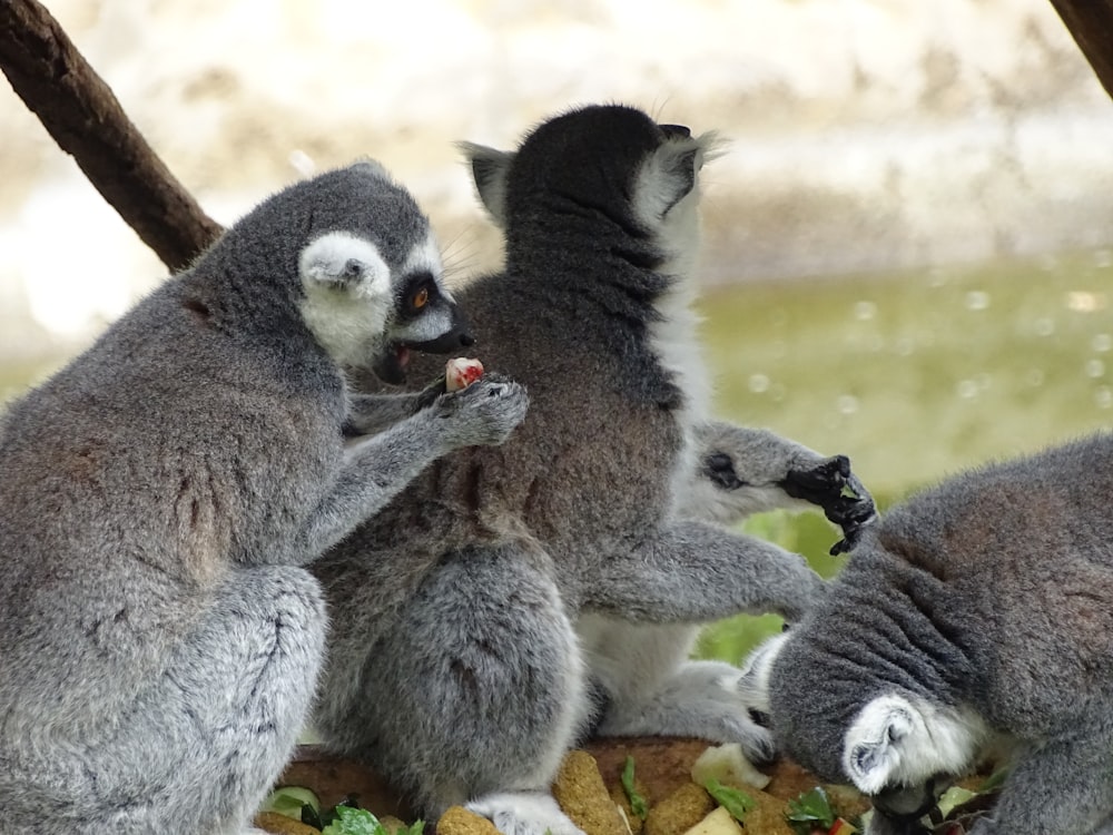 a group of animals that are standing in the grass