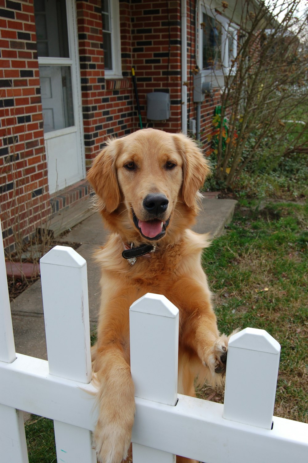 a brown dog standing on its hind legs on a white fence