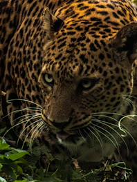 A close-up shot of a leopard peering through dense jungle foliage at dusk.