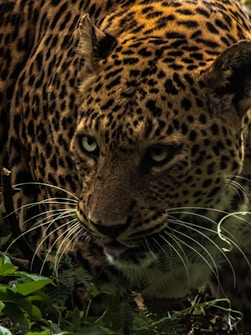 A close-up view of a leopard with a focused gaze, surrounded by foliage. The intricate pattern of its spots is clearly visible, while its whiskers stand out against the darker background. The animal is partially hidden among the leaves, suggesting stealth and alertness.
