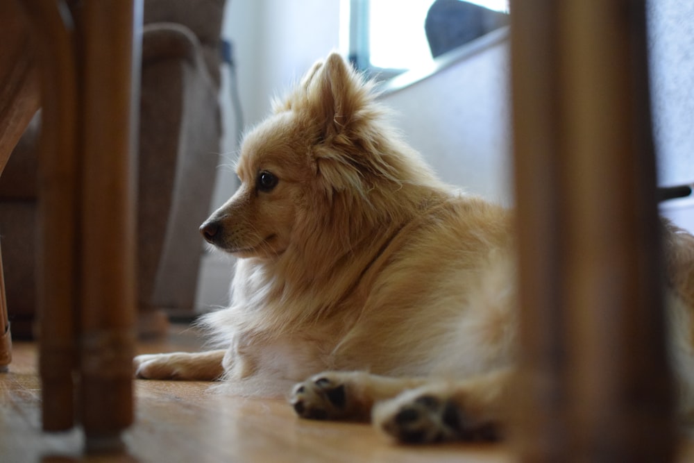 a small dog laying on the floor next to a chair