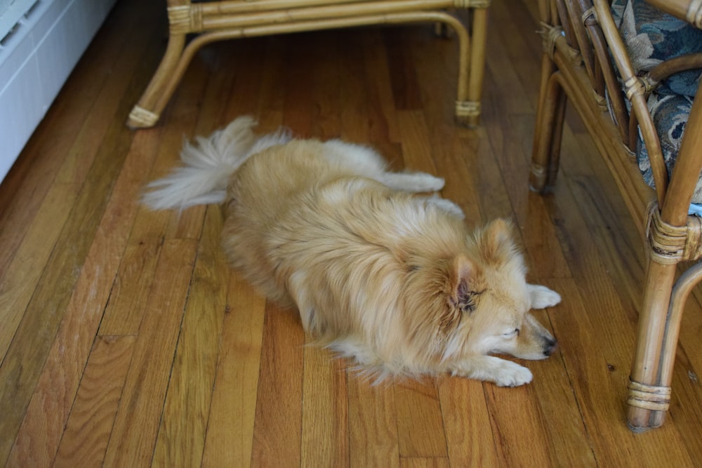 a dog laying on a wooden floor next to a chair