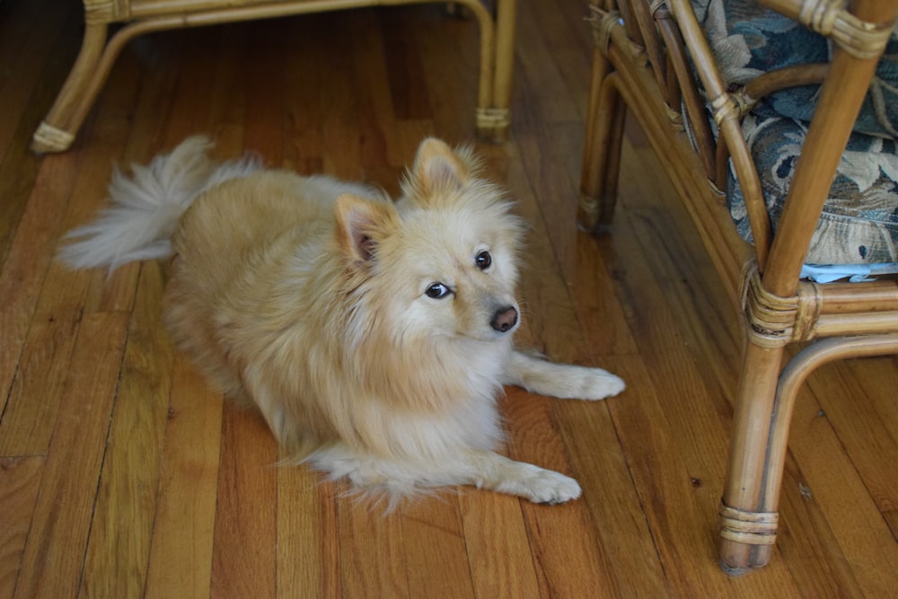 a dog sitting on the floor next to a chair