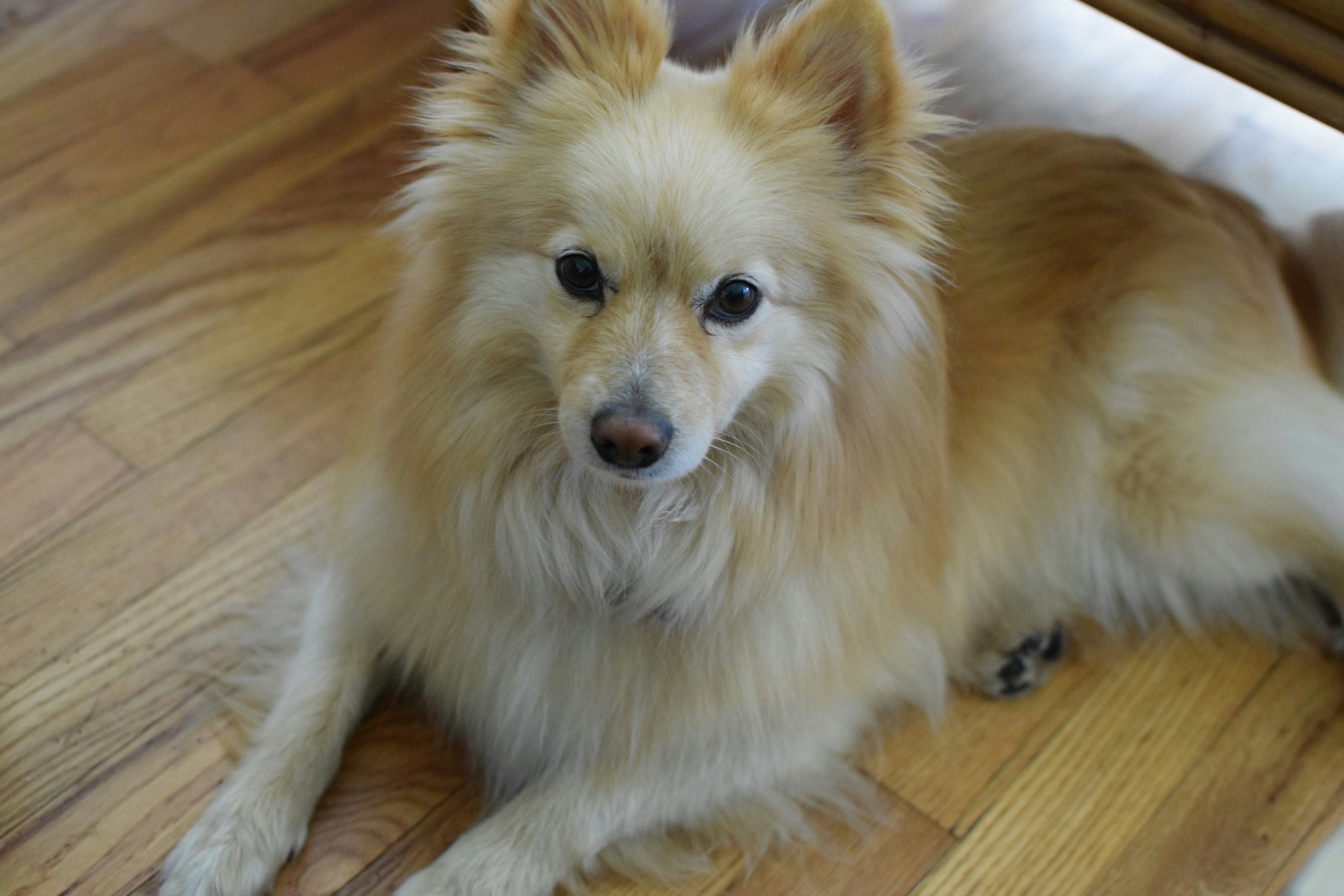 a small white dog laying on top of a wooden floor