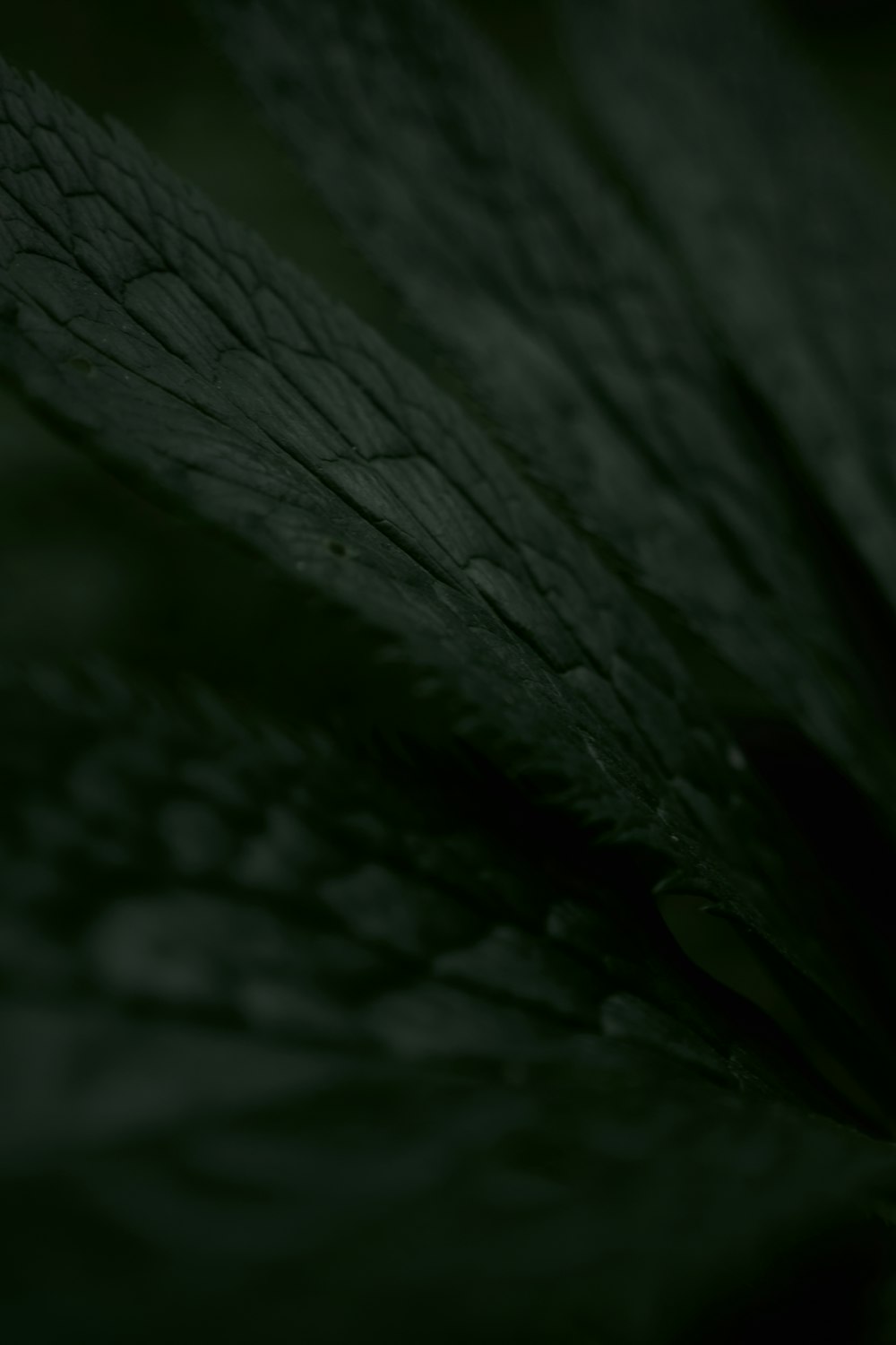 a black and white photo of a leaf