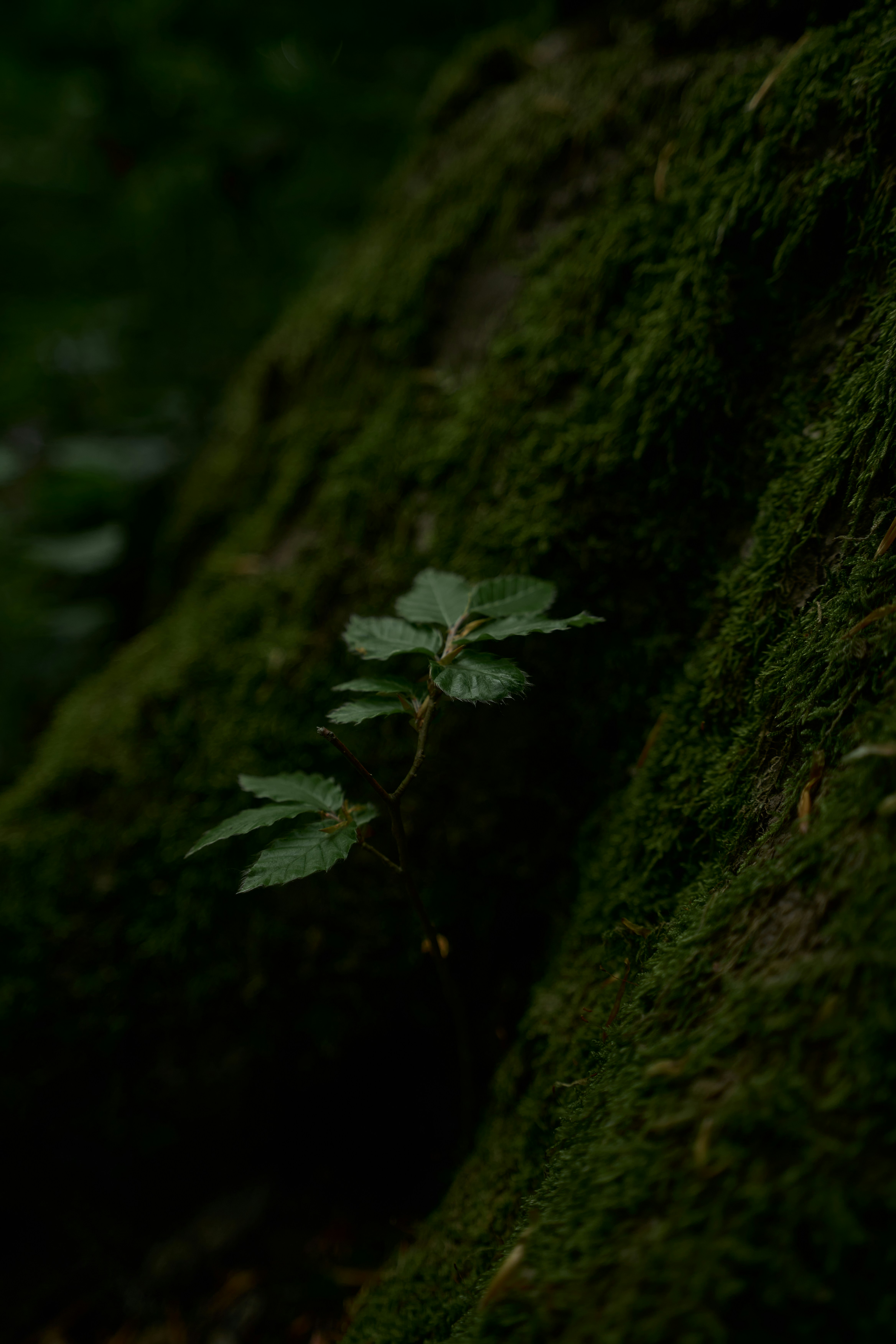 Photo by vadimkaipov