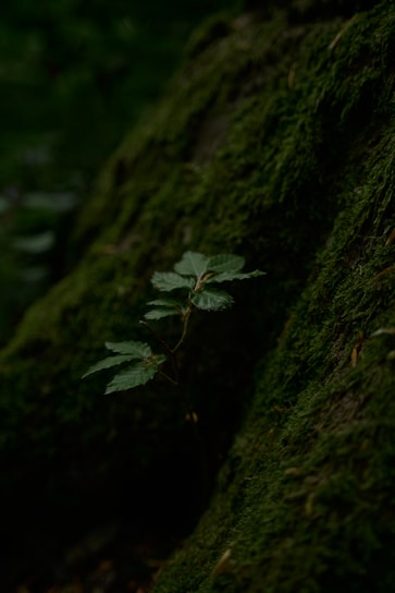 A small plant with broad leaves grows on a moss-covered surface in a dimly lit environment, suggesting a forest floor or a shaded natural setting.