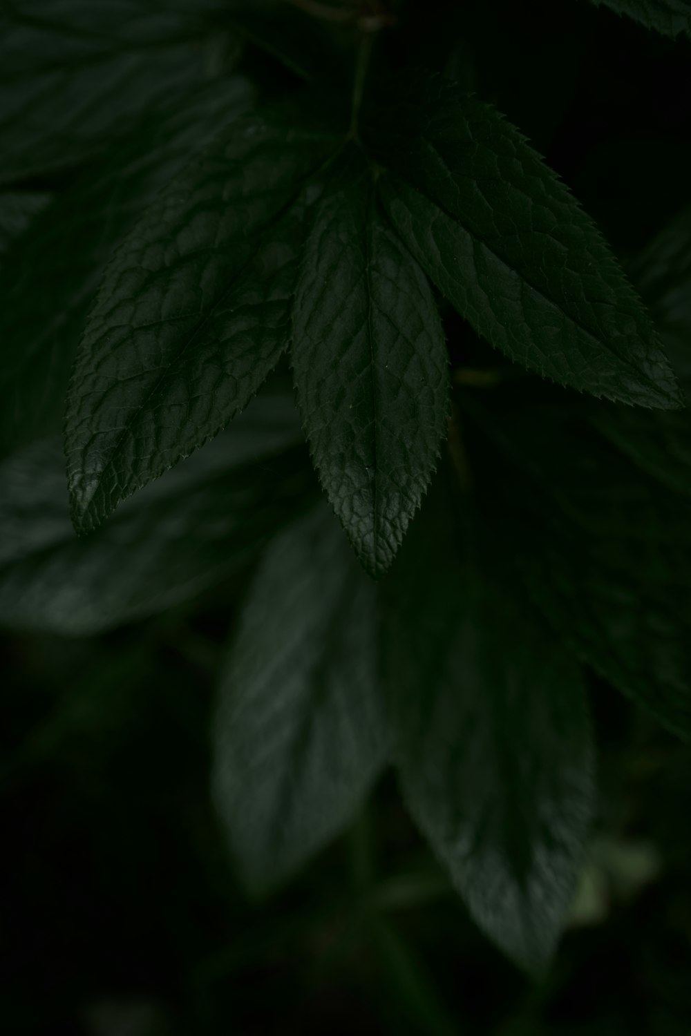 a close up of a green leafy plant