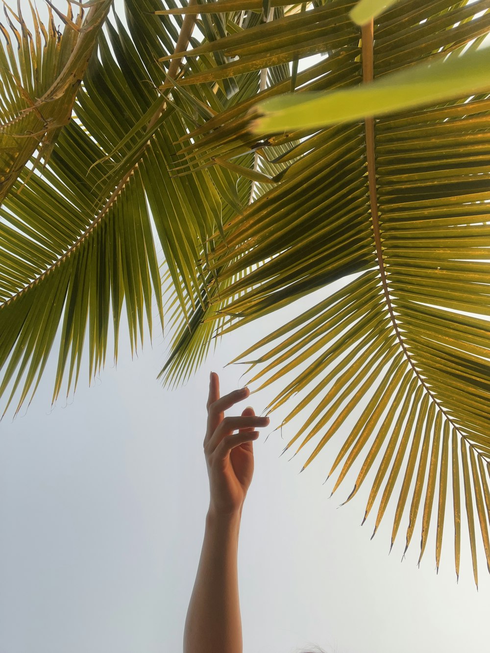 a person reaching up to a palm tree