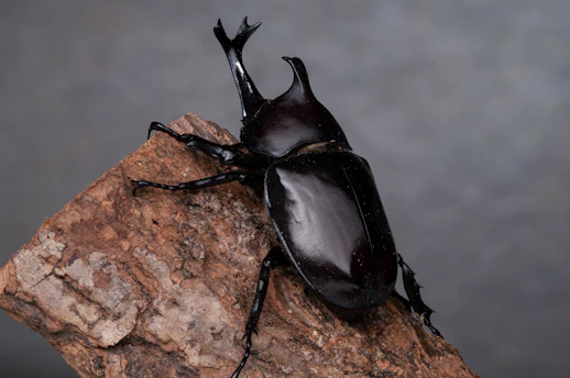 a black beetle sitting on top of a rock
