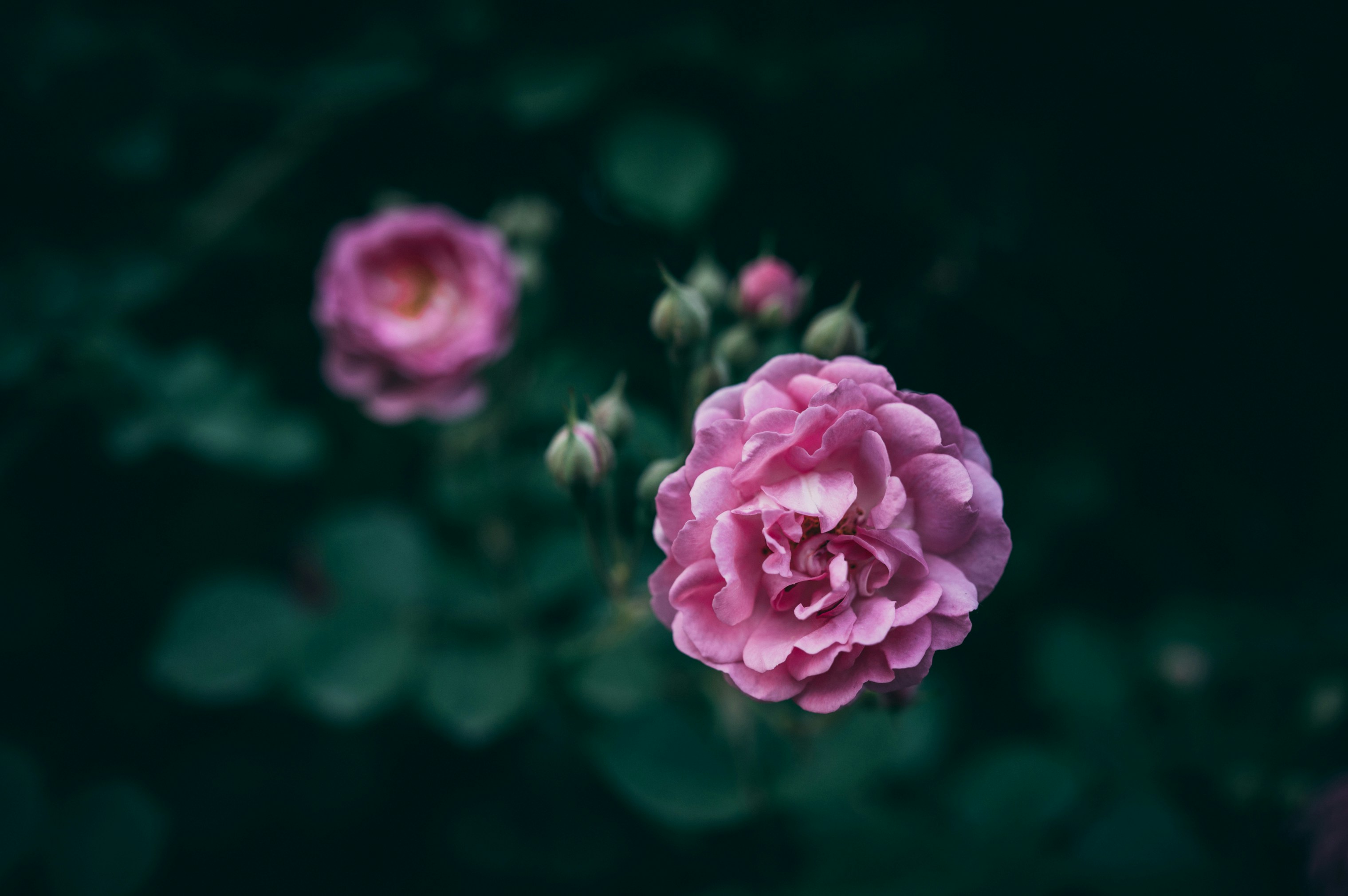 Photo by peek_a_boo_who