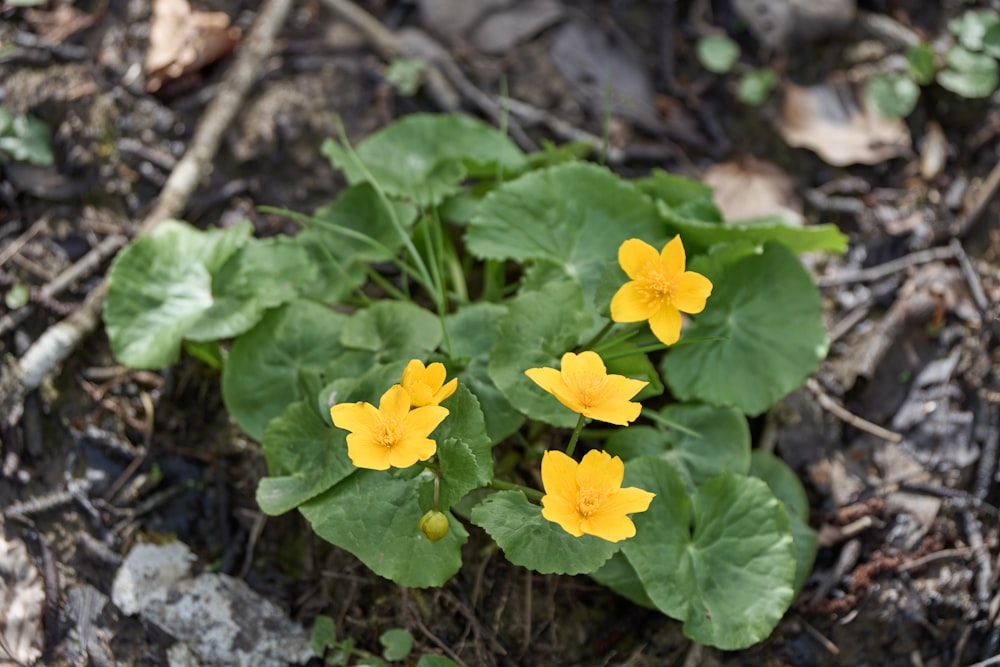 a group of yellow flowers sitting on top of a forest floor