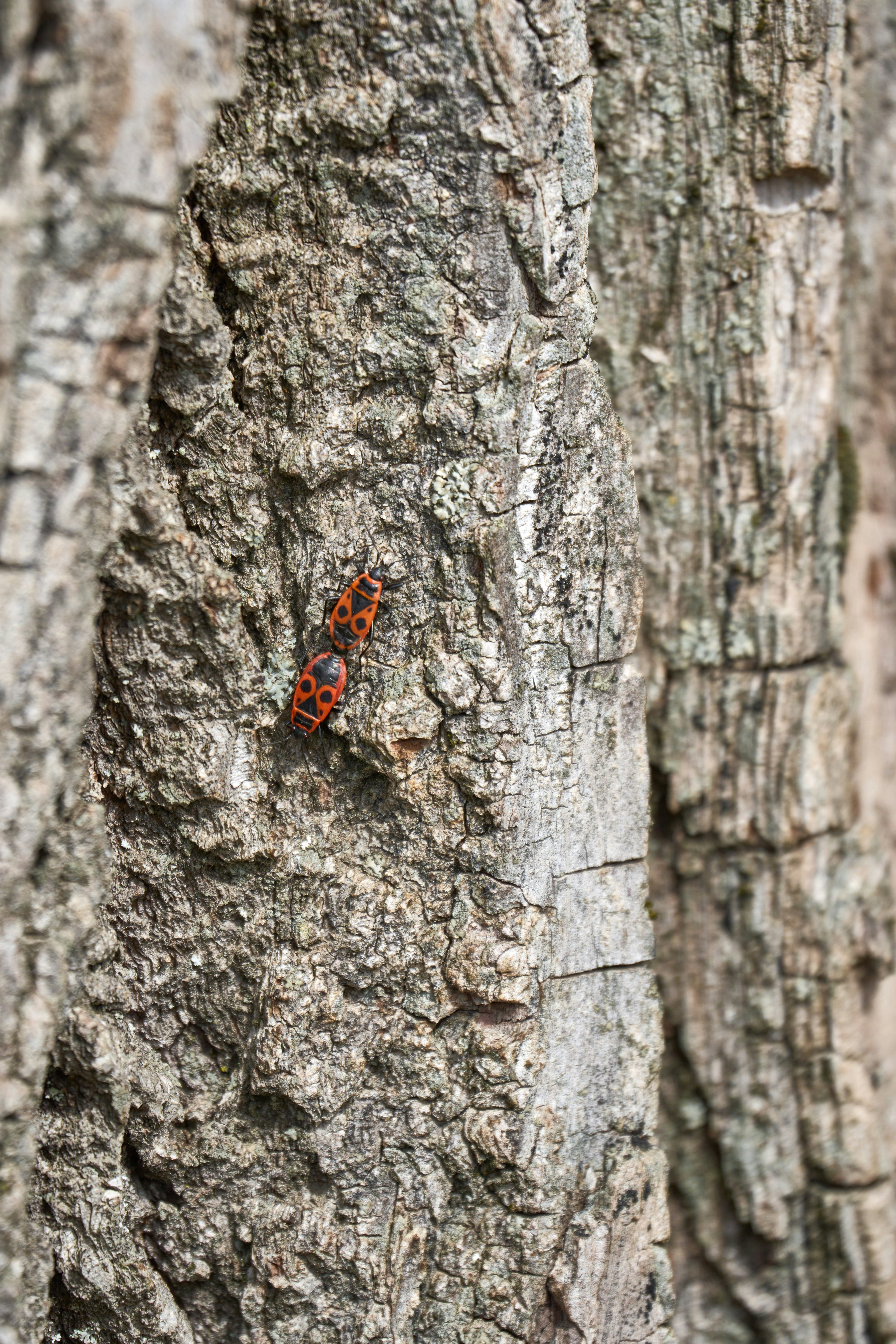 Photo by wolfgang_hasselmann