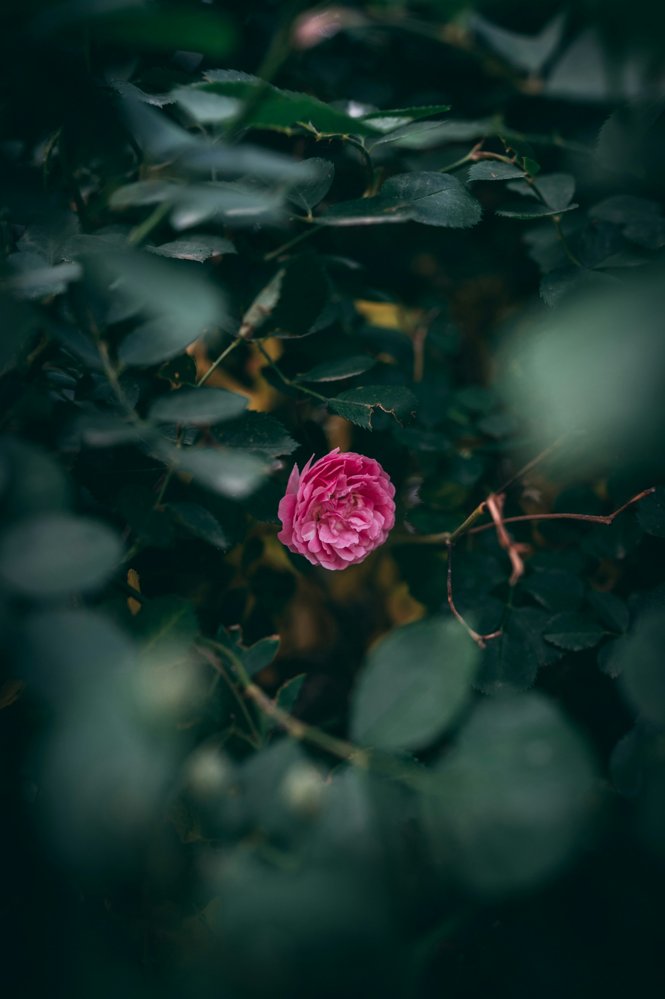 Photo by peek_a_boo_who