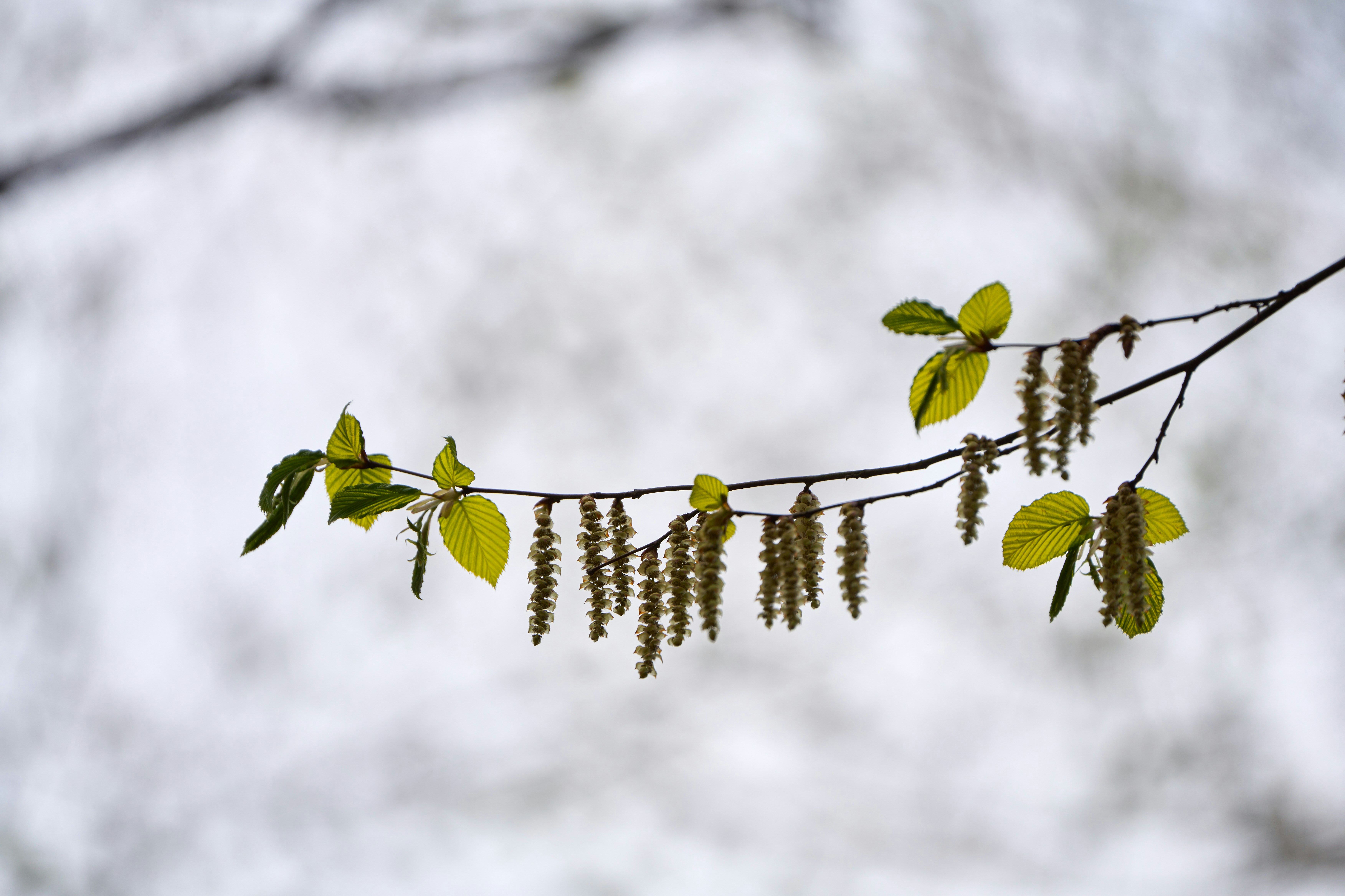 Photo by wolfgang_hasselmann