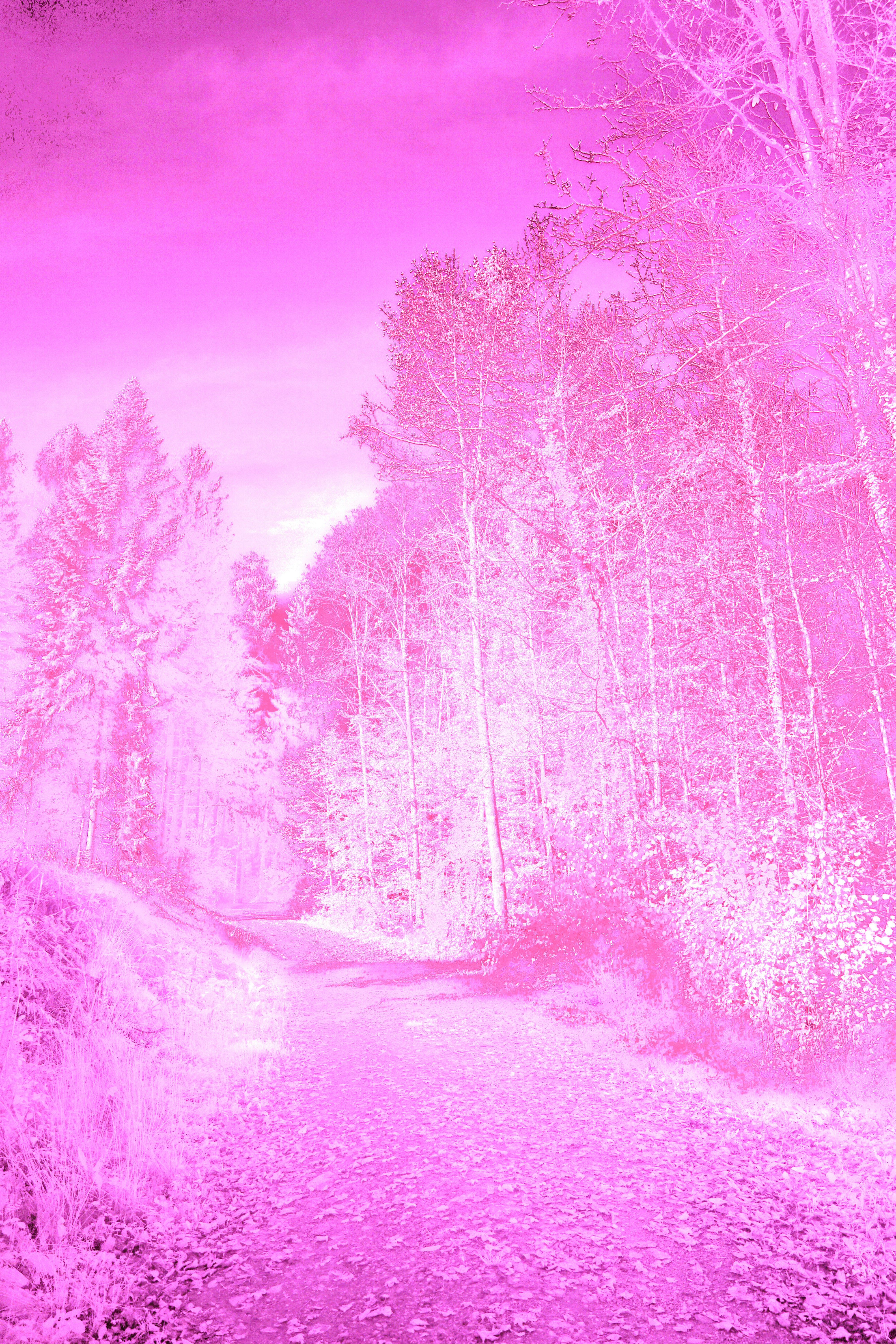 Photo by wolfgang_hasselmann