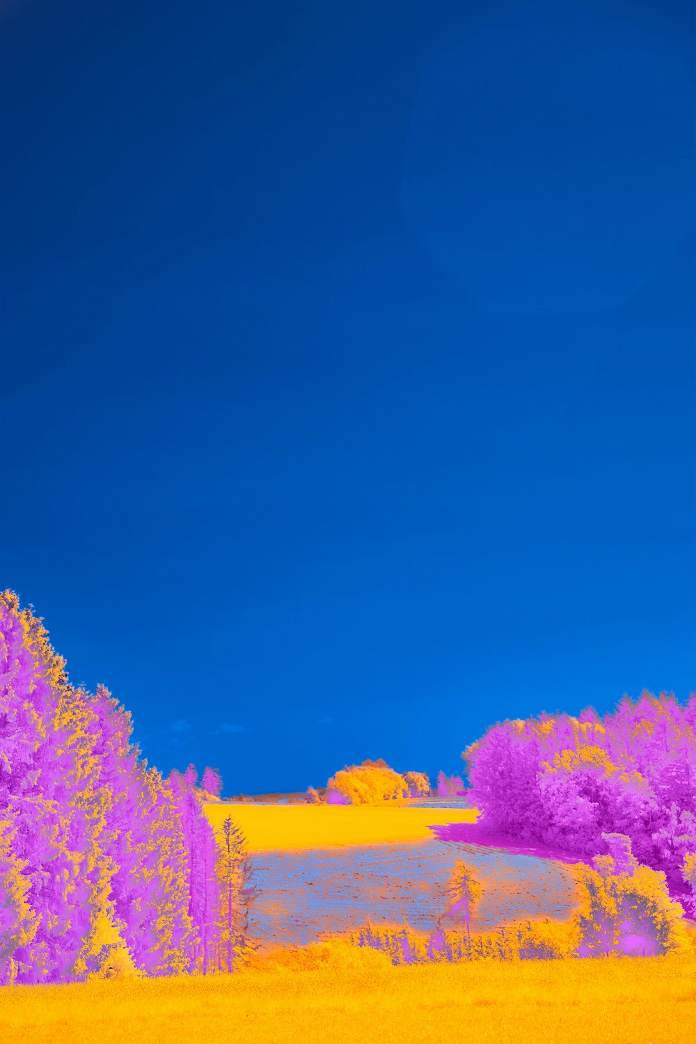 a yellow field with trees and a blue sky