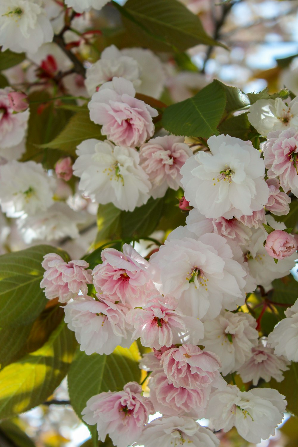 a bunch of flowers that are on a tree