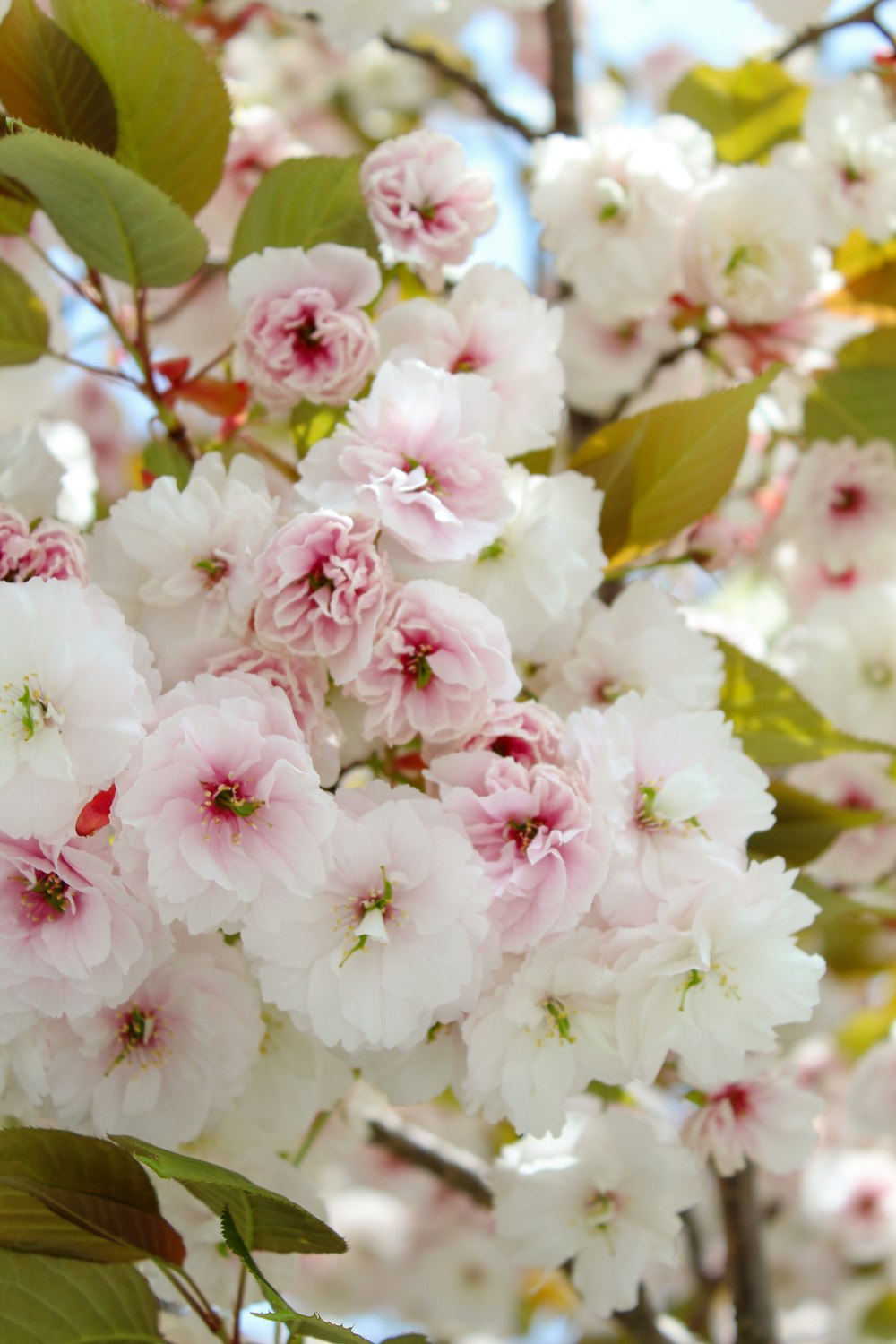 a bunch of white and pink flowers on a tree