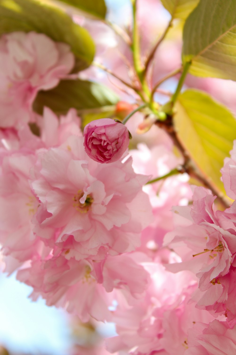 a close up of pink flowers on a tree