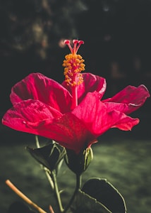 Freeze-Dried Hibiscus