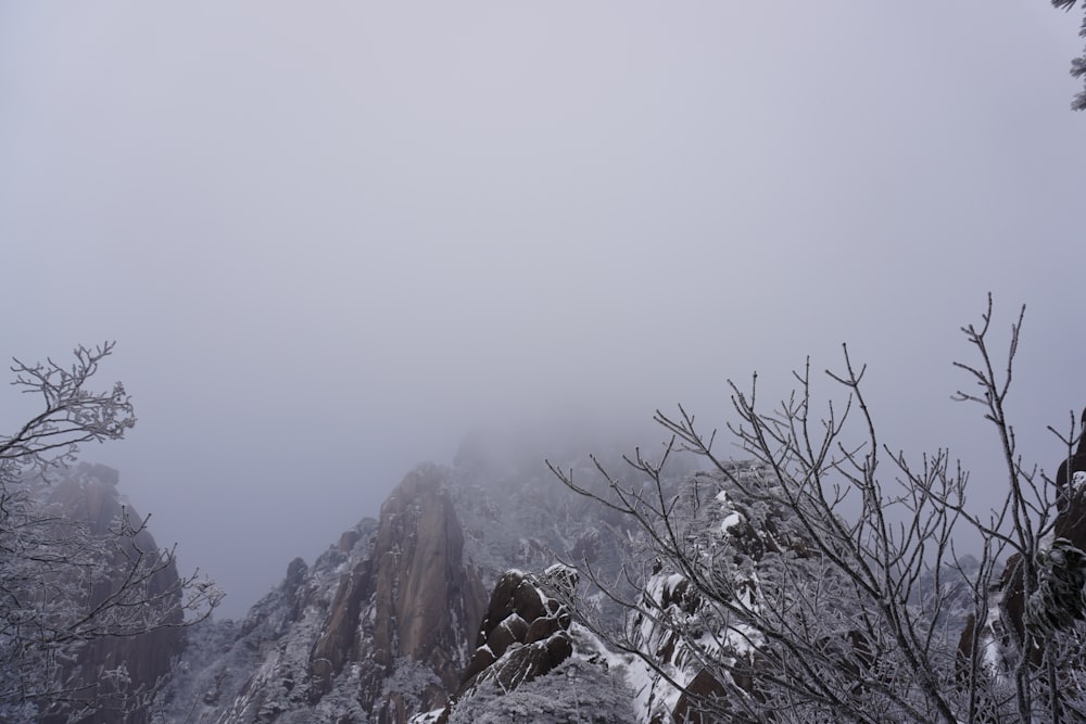 a mountain covered in snow next to a forest