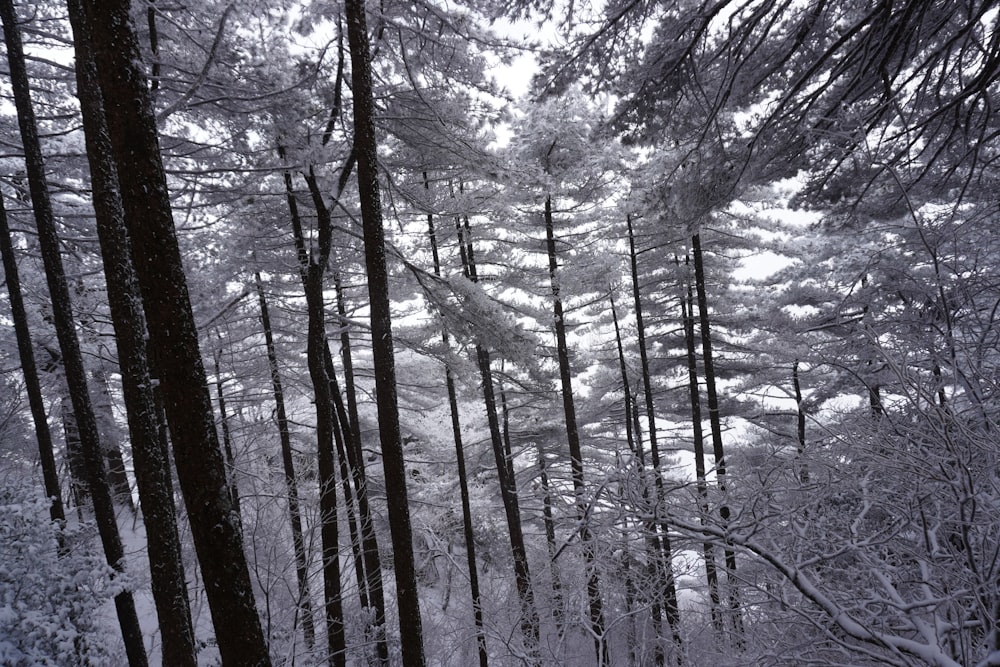Ein Wald mit vielen hohen Bäumen, die mit Schnee bedeckt sind