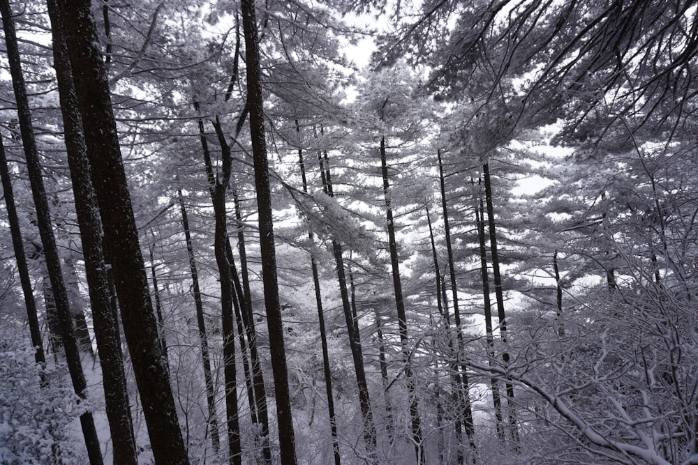 a forest filled with lots of tall trees covered in snow