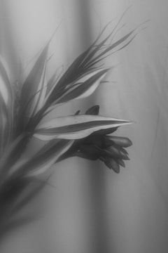 Elegant black and white nature scene with soft light and shadows.