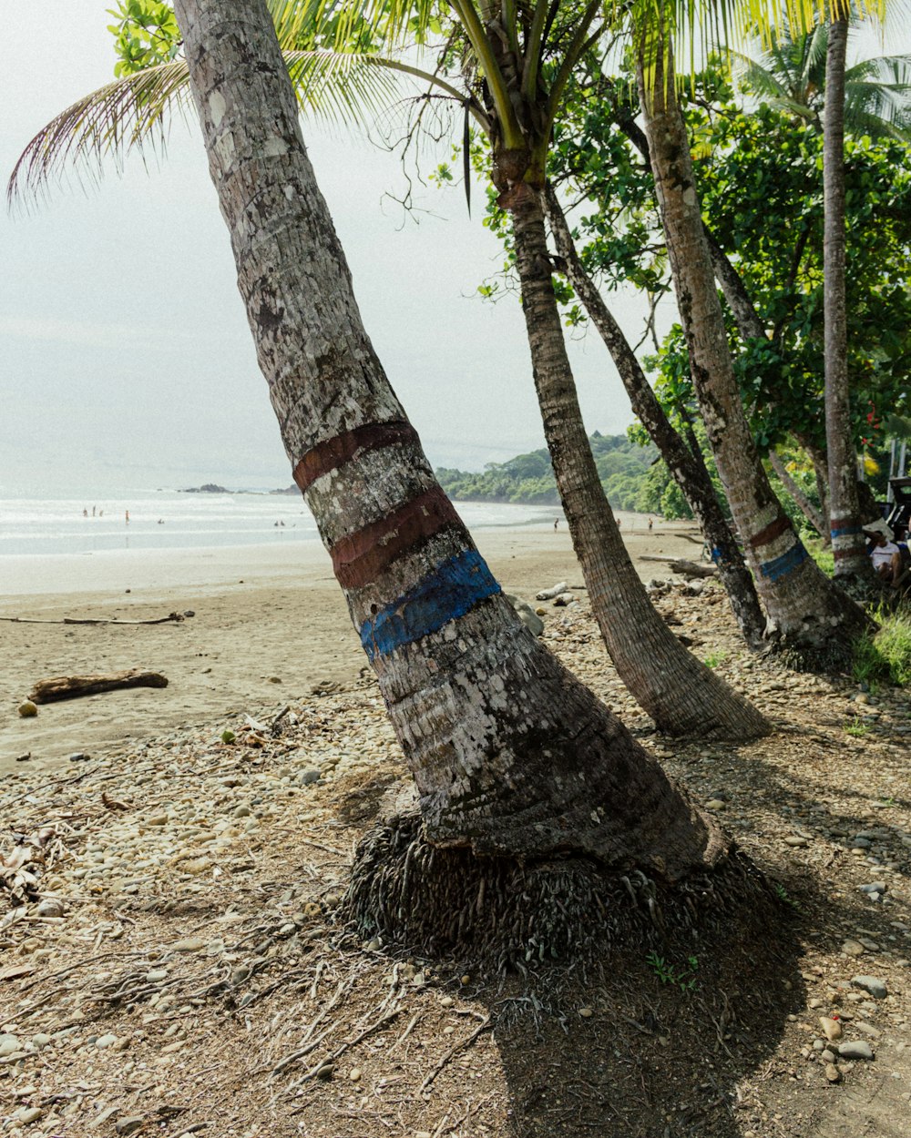 a couple of palm trees sitting on top of a sandy beach