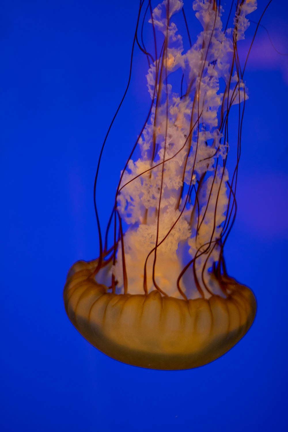 a jellyfish floating in the water with a blue background