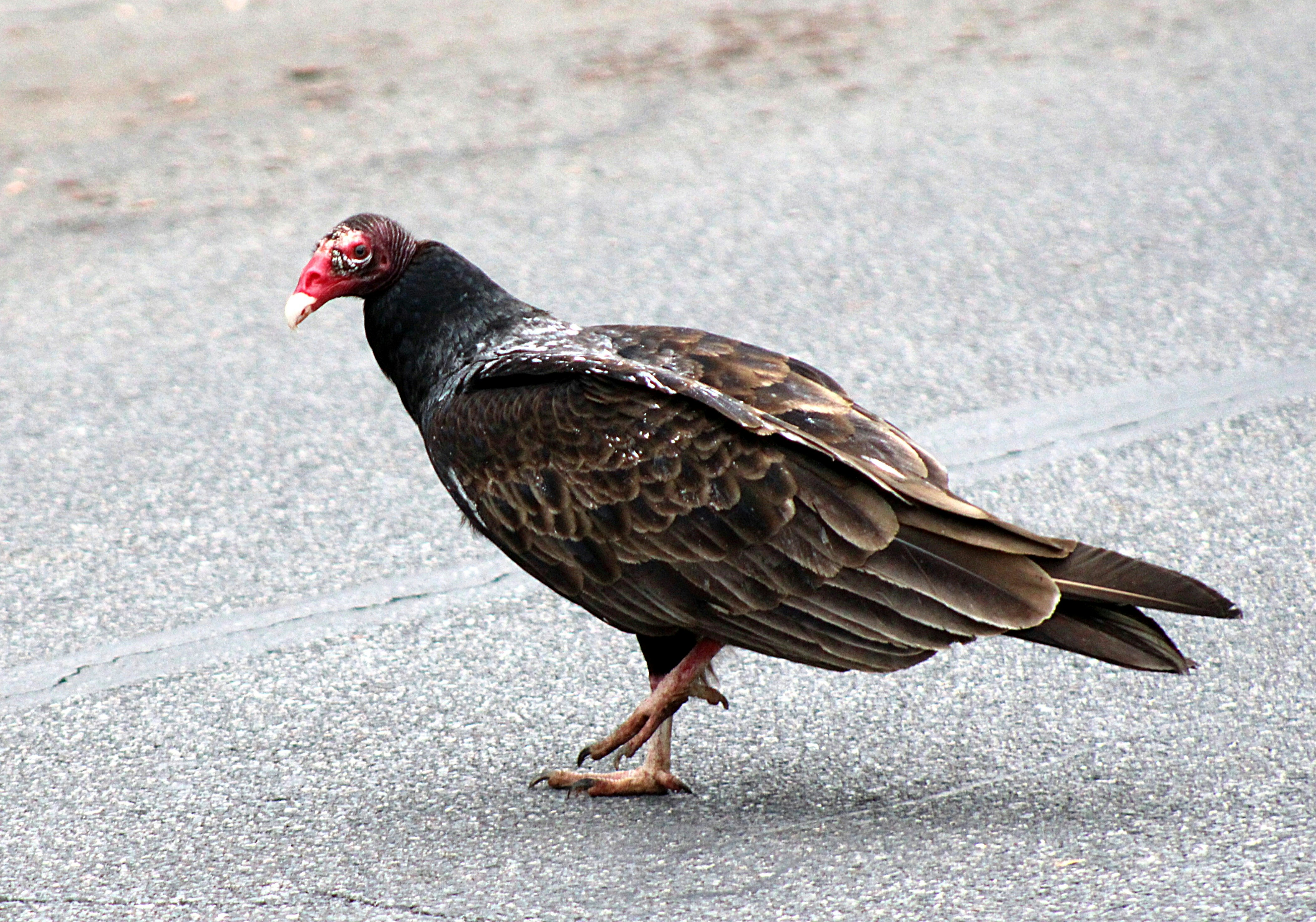 Photo by charles_ray