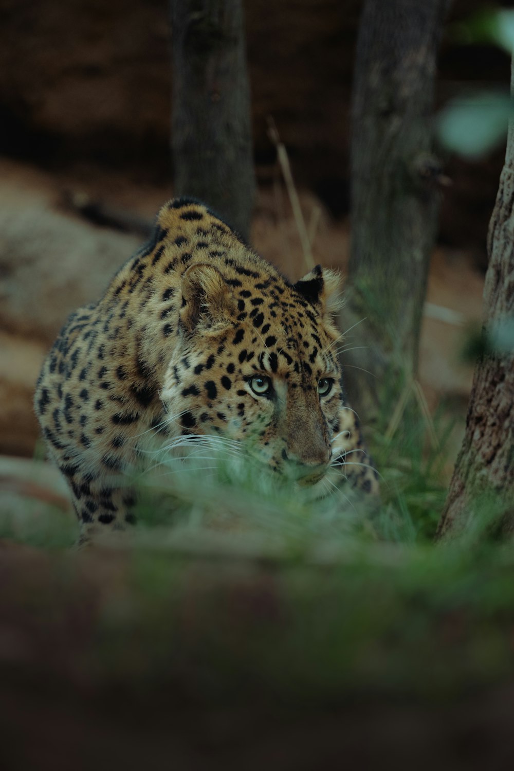 a leopard walking through a forest next to a tree