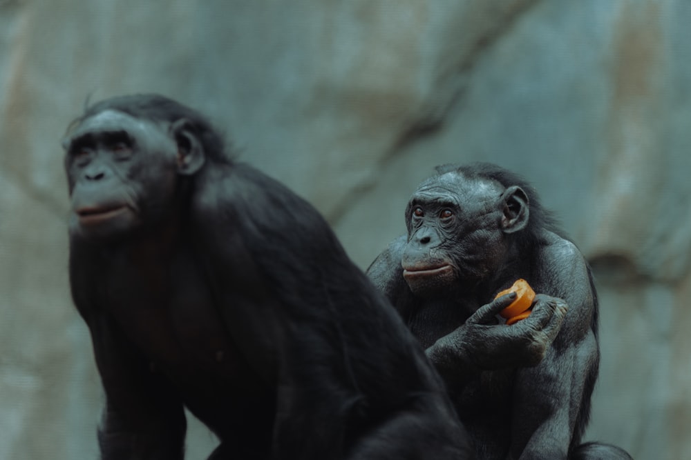 a couple of monkeys sitting next to each other