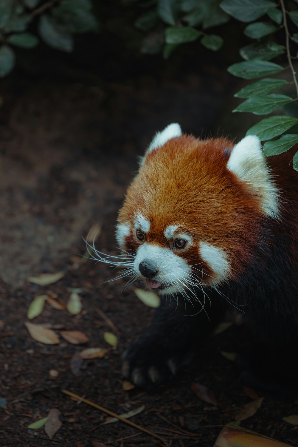 a red panda bear sitting on top of a dirt ground