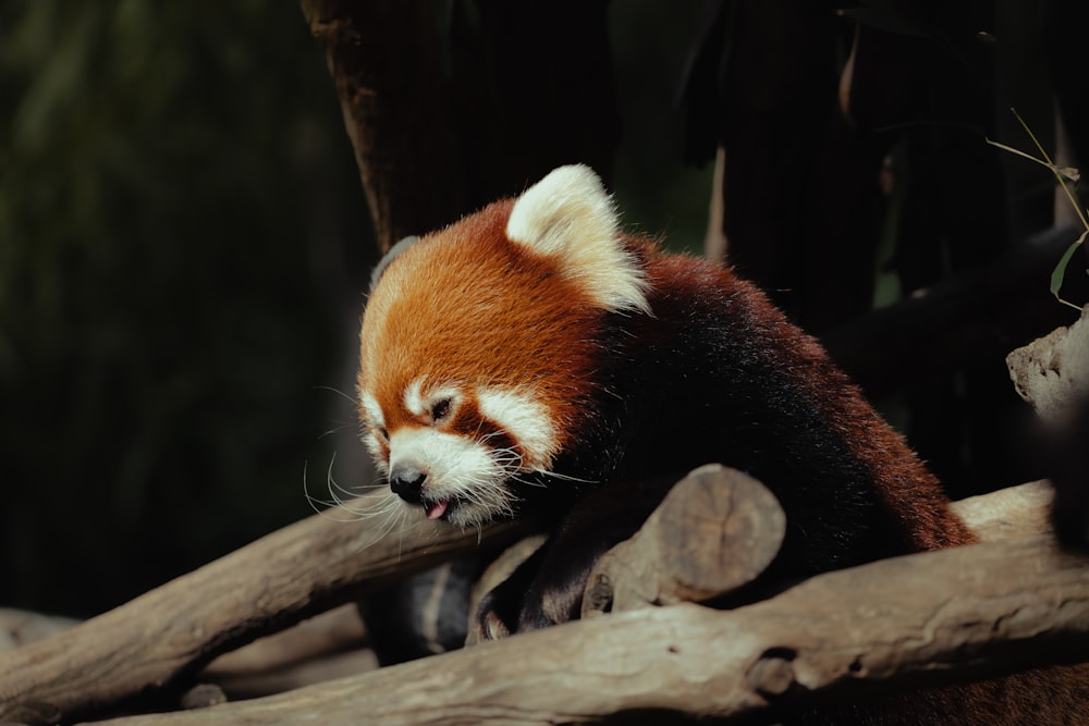 a red panda bear sitting on top of a pile of logs