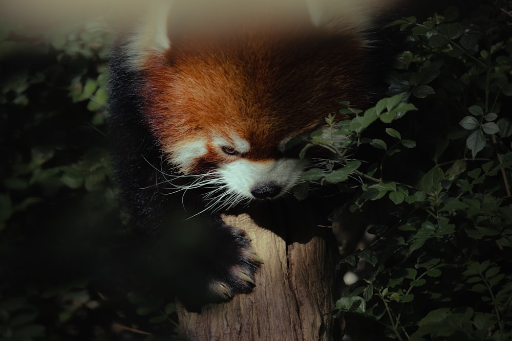 a close up of a red panda on a tree