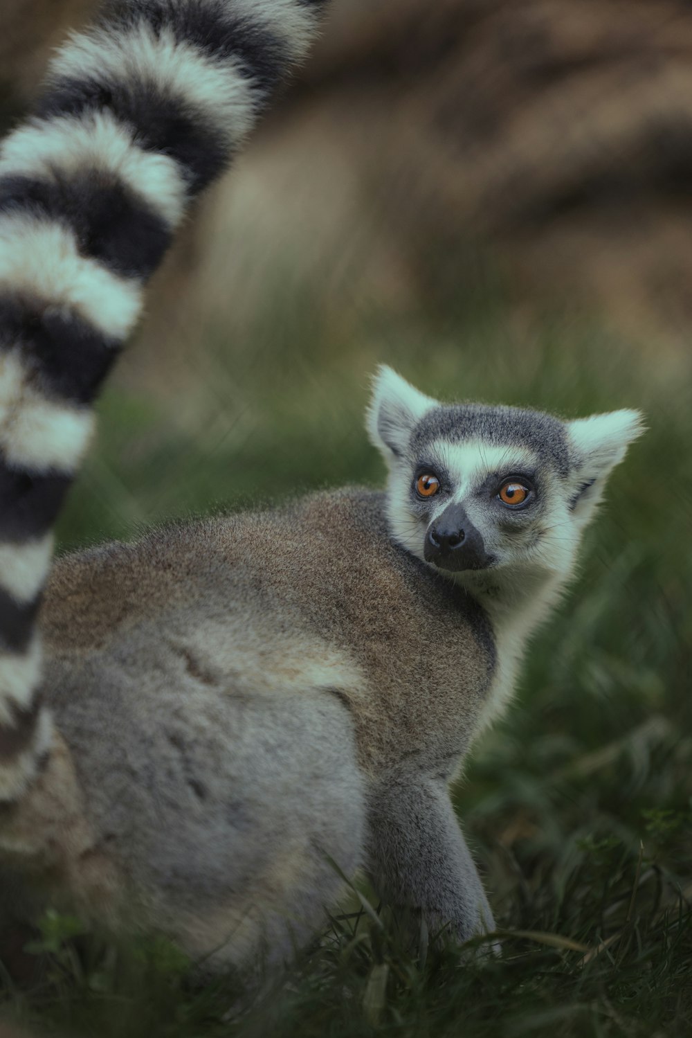 a close up of a small animal in the grass