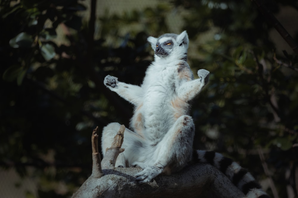 a small white and black animal sitting on top of a tree