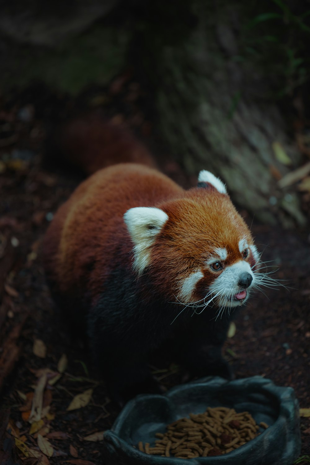a red panda eating food out of a bowl