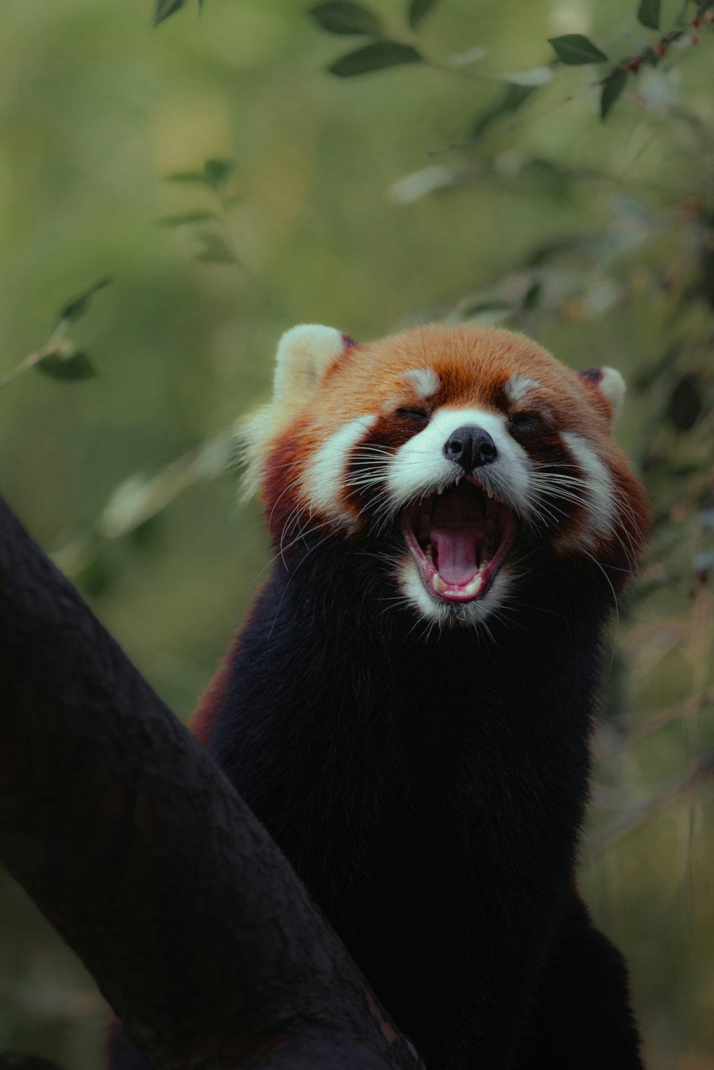 a red panda yawns in a tree