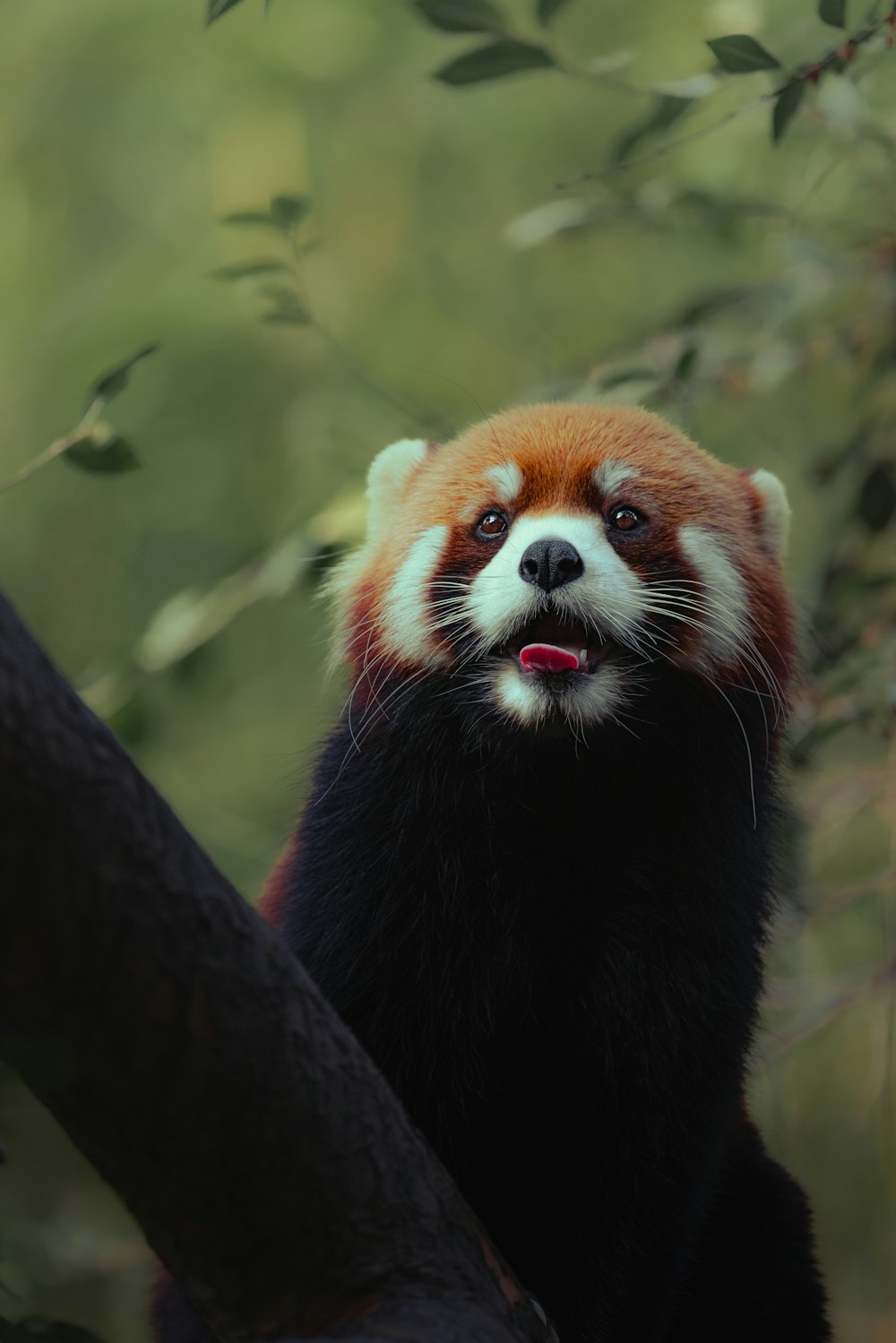 a red panda sitting on top of a tree branch